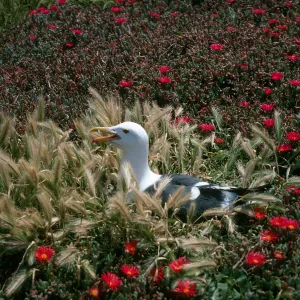 East Anacapa Island, Western Gull