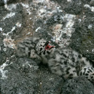Middle Anacapa Island, gull chicks