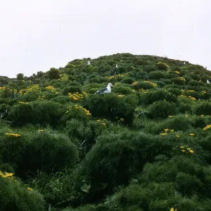 Middle Anacapa Island, Western Gulls, on Coreopsis Gigantea, Sheep Camp