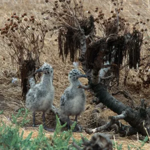 East Anacapa Island, Western Gull chicks