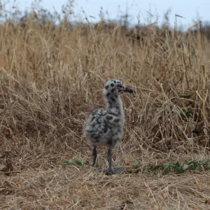 East Anacapa Island, Western Gull chick