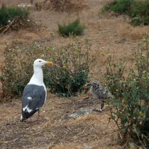 East Anacapa Island, Western Gulls
