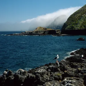 Middle Anacapa Island, looking East, Sheep Camp