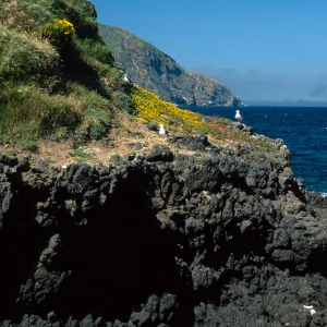Middle Anacapa Island, looking West, Sheep Camp
