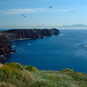 Middle Anacapa Island, looking East from vicinty of East Fish Camp