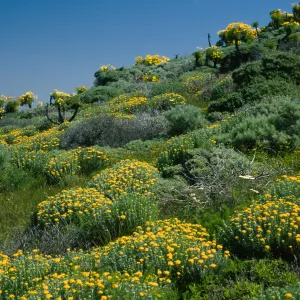 West Anacapa Island, Eriophyllum confertifolium, West flanks of Summit Peak