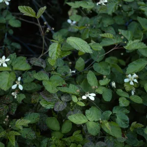 Rubus ursinus, Santa Cruz Island, upper Christy Canyon