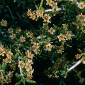 Cercocarpus intricatus, Mojave National Preserve, Keystone Canyon, New York Mtns.