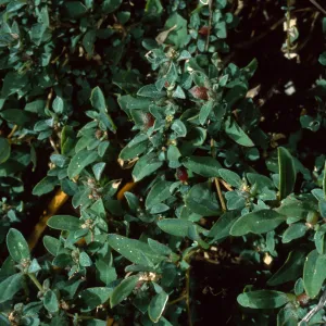 Atriplex semibaccata, Tunnel Road