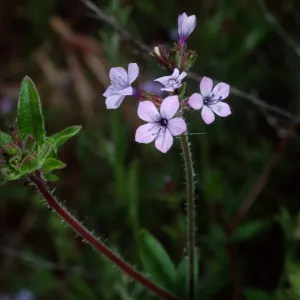 Allophyllum gilioides, near Broadcast Peak