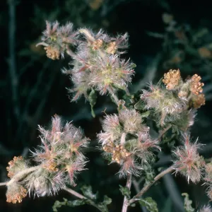 Ambrosia eriocentra, Mojave National Preserve, Vulcan Mine, Providence Mountains