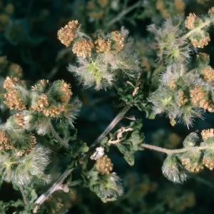 Ambrosia eriocentra, Mojave National Preserve, Vulcan Mine, Providence Mountains