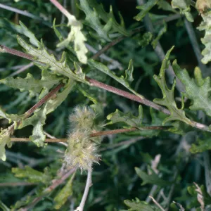 Ambrosia eriocentra, Mojave National Preserve, West of Vulcan Mine, Providence Mountains