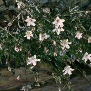 Arenaria macradenia, White Mountains