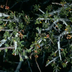 Cercocarpus intricatus, Mojave National Preserve, Eureka Valley, Saline Valley Road