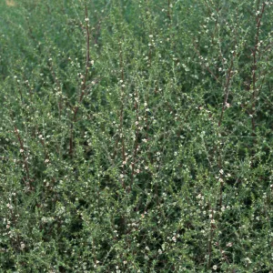 Salsola tragus, San Miguel Island, Beach Road, Metric site