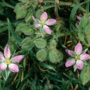 Spergularia macrotheca, Santa Cruz Island, Northwest coast