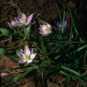 Spergularia macrotheca, Santa Cruz Island, lower Sauces Canyon