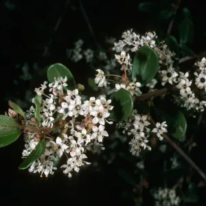 Ceanothus megacarpus, Tunnel Road