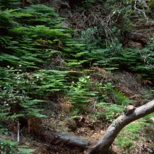 Pteridium aquilinum, Santa Cruz Island, canyon, Prisoners-Pelican Trail