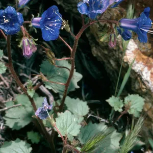 Phacelia, Providence Mountains, Mojave National Preserve