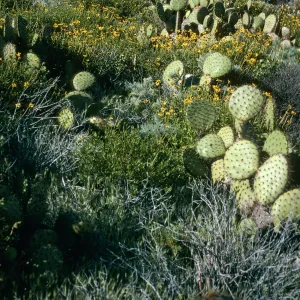 West Anacapa Island, Encelia, Opuntia, S-facing slopes, East of Summit Peak