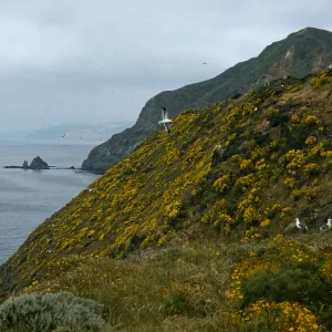 Middle Anacapa Island, looking west near W. Knife Edge