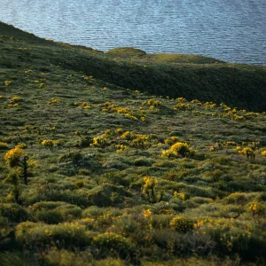 West Anacapa Island, Coreopsis gigantea, North side, West of Summit Peak
