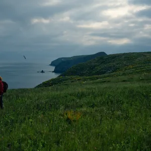 Middle Anacapa Island, Dave Rosen, terrace, looking East