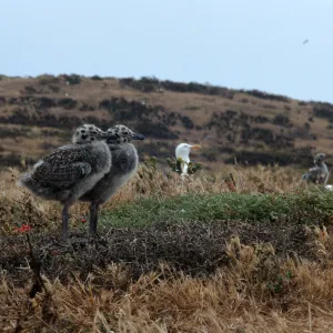 East Anacapa Island, Western Gull chicks
