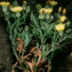Middle Anacapa Island, Malacothrix squalida