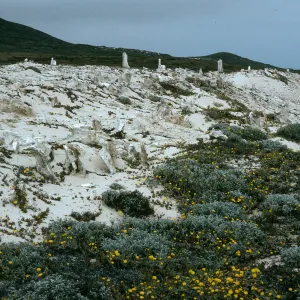 San Miguel Island, caliche, above West end of Simonton Cove