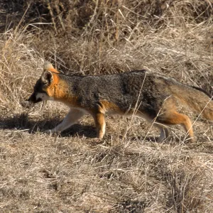 Catalina Island, island fox from KBRT Road