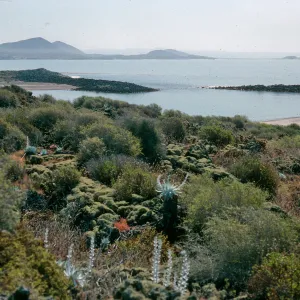San Martin Island, above lagoon, Dudleya anthonyi