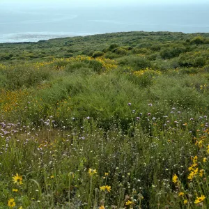San Martin Island, Encelia, Dichelostemma, Amsinckia, trail to crater