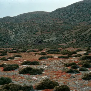 San Benito Island, Frankenia, coastal flats