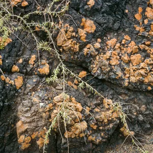 West San Benito Island, lichens & Lycium, Northwest side