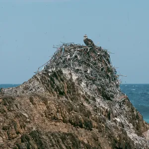 West San Benito Island, osprey nest, North side