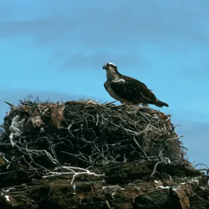 West San Benito Island, osprey, Northwest side