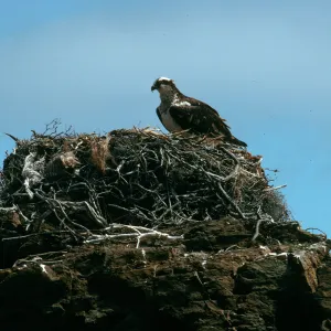 West San Benito Island, osprey on nest, Northwest side