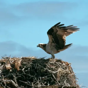 West San Benito Island, osprey, Northwest side