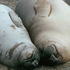 West San Benito Island, Elephant Seal pups