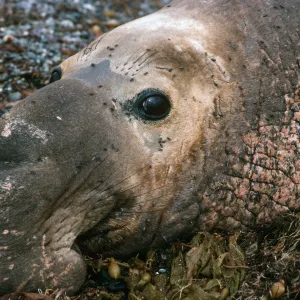 San Benito Island, male Elephant Seal