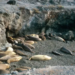 San Benito Island, Elephant Seals