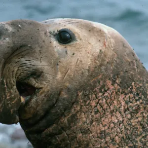 San Benito Island, male Elephant Seal
