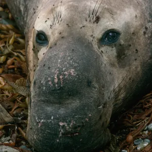 San Benito Island, male Elephant Seal