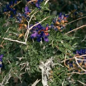 Dalea fremontii (Psorothamnus fremontii), Saline Valley, Mojave Desert