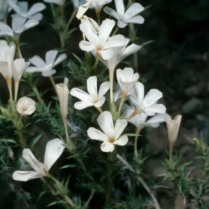 White Mountains, Leptodactylon pungens, Grandview campground