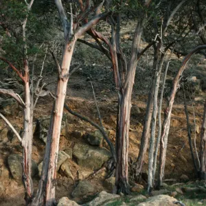 Santa Rosa Island, Lyonothamnus, canyon, West of Peak 107, West of South Point ridge