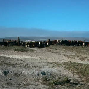 Santa Rosa Island, cattle, just West of Vail Ranch, Beechers Bay